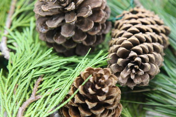Pine cones
