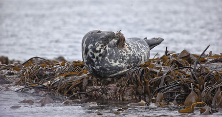 Seal Pup