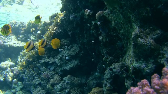 Red Sea Racoon Butterflyfish (Chaetodon fasciatus), Masked butterfly (Chaetodon semilarvatus) and Red Sea Bannerfish (Heniochus intermedius) stand next to coral reef
