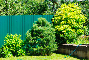 Living fence green fence