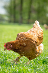 H5N8 - Stallpflicht, ein freilaufendes Huhn auf einer Hühnerwiese