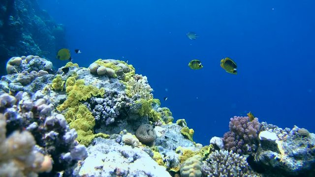 pair Striped fish butterfly (Chaetodon fasciatus) and other tropical fish swimming over a beautiful coral reef, Red sea, Sharm El Sheikh, Sinai Peninsula, Egypt

