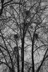 bird nests in trees in the forest. Ominous dark forest