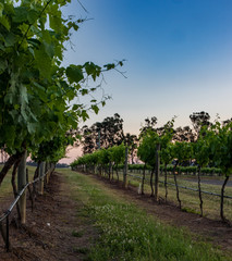 Fototapeta na wymiar grapes in the morning light