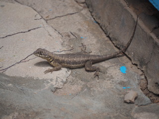 Braungefärbte Eidechse