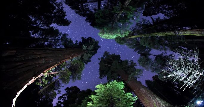 Night Sky Above the Giant Sequoia Trees in California's Sierra Nevada Mountains. Footage from Caleveras Big Tree State Park.