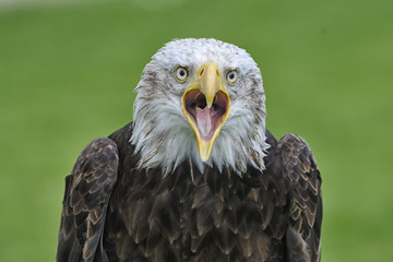 Bird of Prey