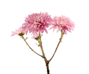 flower pink chrysanthemum on a long stem with green leaves isolated white background