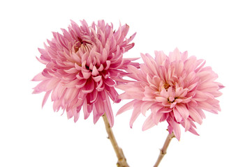 Pink chrysanthemum flower on a long stem on a white background is insulated - obrazy, fototapety, plakaty