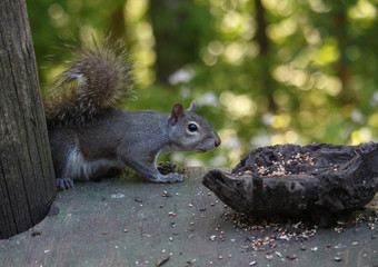Squirrel