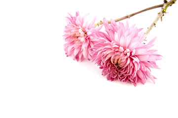 Fototapeta premium Pink chrysanthemum flower on a long stem on a white background is insulated