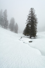 spruce trees in dense winter fog
