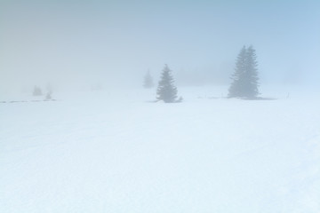 spruce trees in dense winter fog