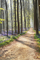 walk path in sunny forest with flowers