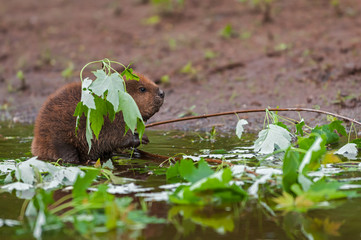 North American Beaver (Castor canadensis) Kit Appears to Fish in
