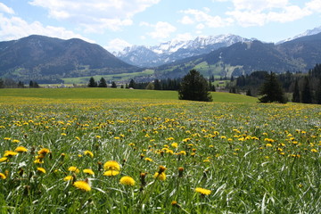 Fototapeta premium Frühling im Allgäu