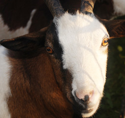 Ziege 