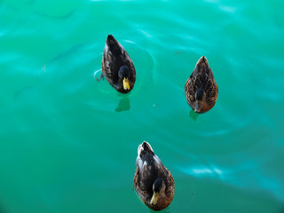 Three Duck