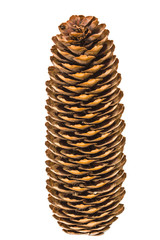 Big of spruce pinecone isolated on a white background
