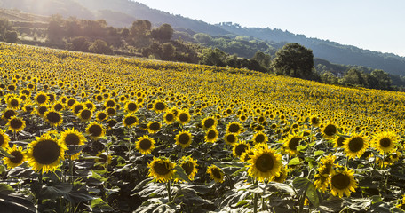 Fototapeta premium Sunflowers blooming in farm with blue sky