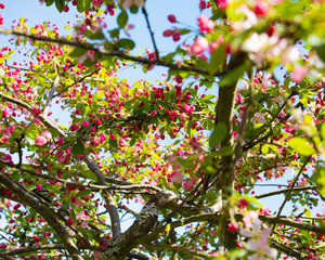 In Spring Bloom