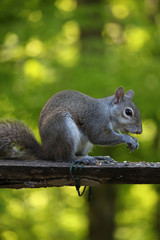 Squirrel on a wooden plank eating seeds