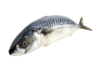 frozen fish isolated on white background