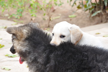 Spielende junge Hunde
