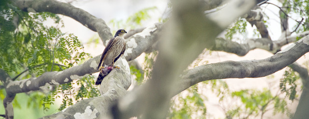 Roadside hawk with prey felled under claws