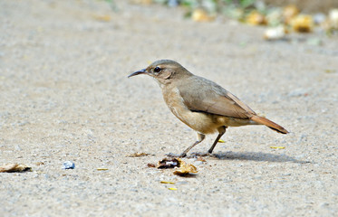 Rufous ovenbird looking for food on the floor