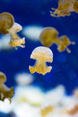 Obraz na płótnie Canvas australian spotted jellyfish in aquarium