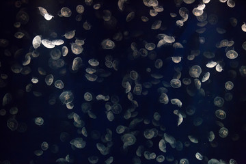 moon jellyfish in aquarium tank 