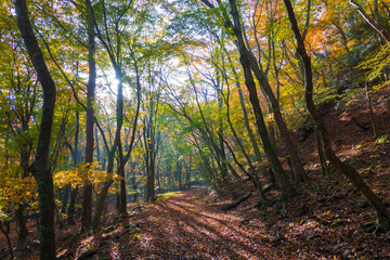 Fototapeta premium 枯葉の山道