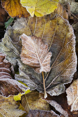Herbstlaub mit Raureif