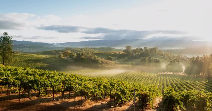 Misty Sunrise Vineyard Landscape. Footage from Scenic Lake County, California.