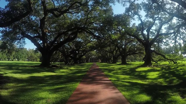 Waking through big beautiful live oak promenade with spanish moss
