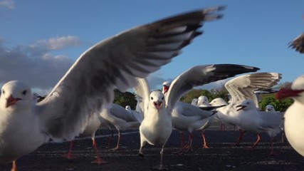 SLOW MOTION CLOSE UP: A big group of cute, curious seagulls following the camera