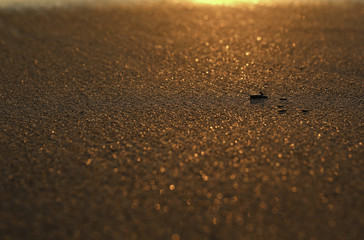 Golden Sand