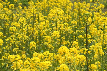 Obraz premium 菜の花