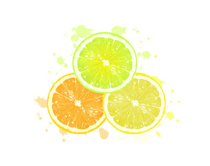 slices citrus on white background