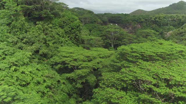 AERIAL: Stunning jungle waterfall inside big majestic primeval rainforest