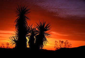 Joshua Tree Sunrise