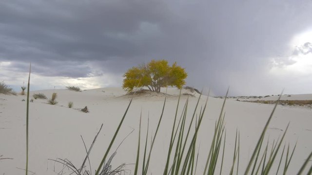 Thunderstorm lightening striking behind solitary tree in sandy desert