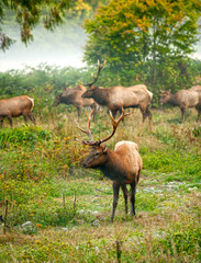 Roosevelt Elk