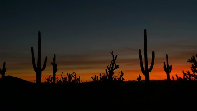 Beautiful cactus silhouettes against red sunset sky in Arizona desert