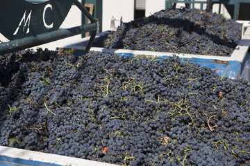 Fototapeta na wymiar Harvested grapes in containers