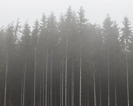 Fototapeta Sweden, Skane, Stenestad, Tall Norway spruce trees (Picea abies) in fog