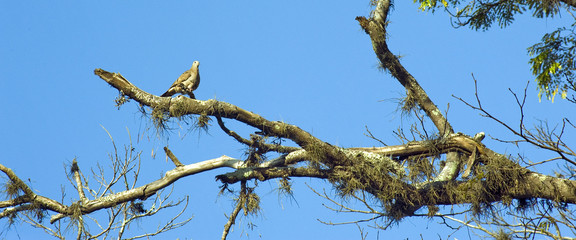 Eared dove perched on tree branch