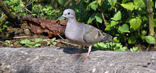 Eared dove perched on tree trunk