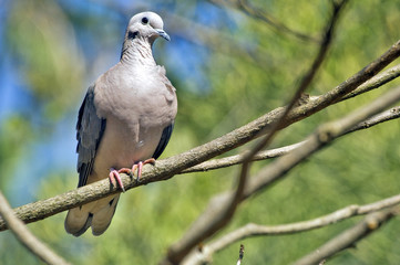 Eared dove perched on tree branch